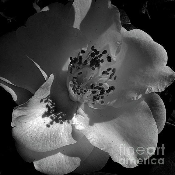 White Camellia Photograph by Skip Willits