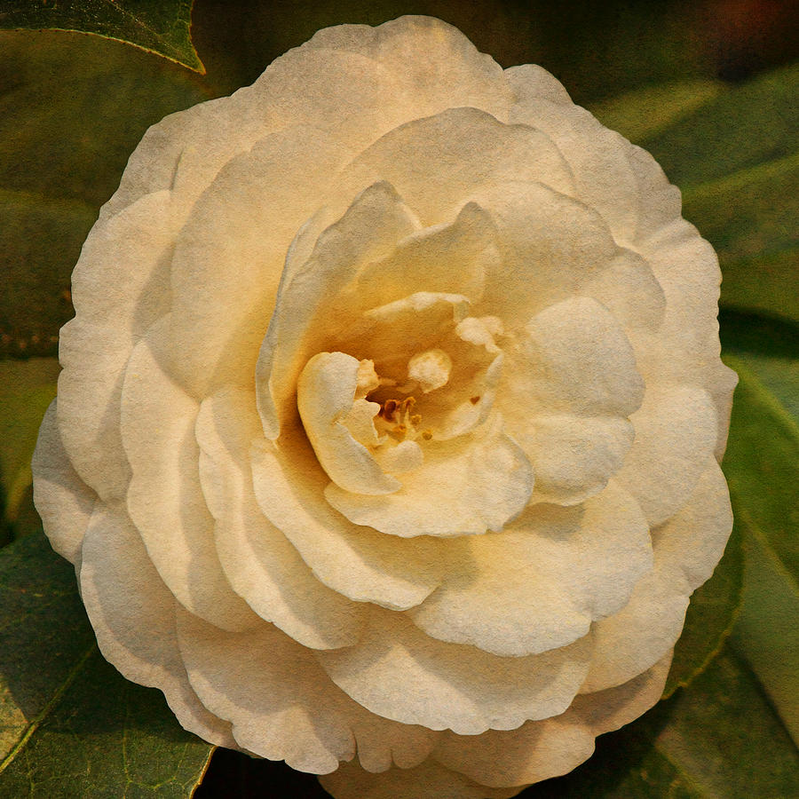 White Camellia Text Photograph by Theo OConnor