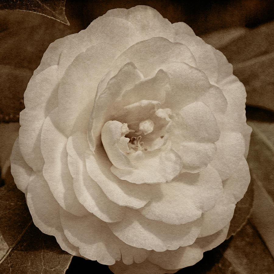 White Camellia Tint Photograph by Theo OConnor