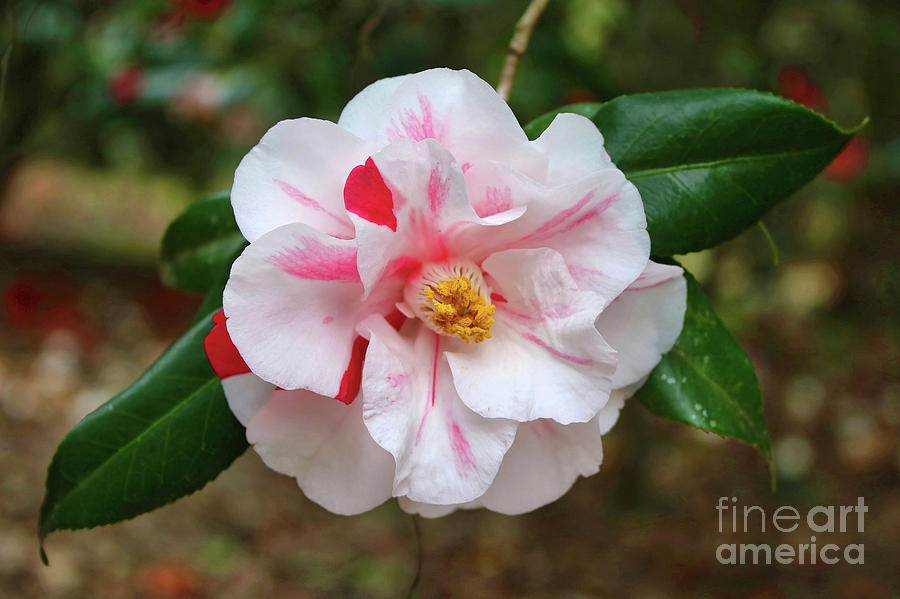 White Camellia with Hint of Pink Photograph by Carol Groenen