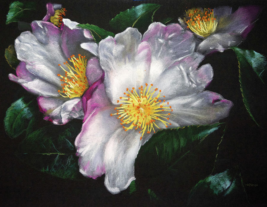 White Camellias On Black Painting by Christopher Reid