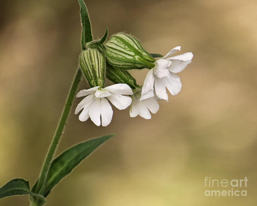 White Campion Photograph by Janice Drew