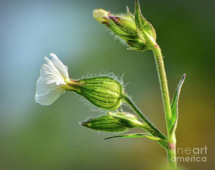 White Campion Wildflower - Side View Photograph