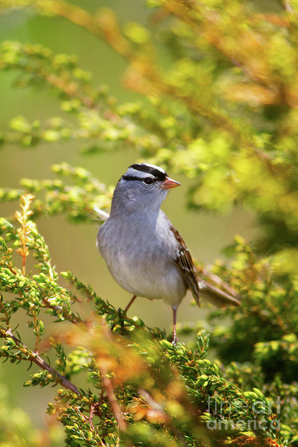 White Crowned Sparrow Photograph