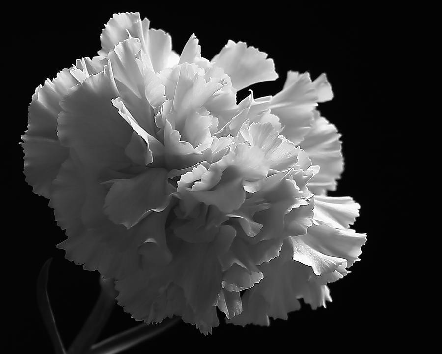 White Carnation Monochrome Photograph by Jeff Townsend
