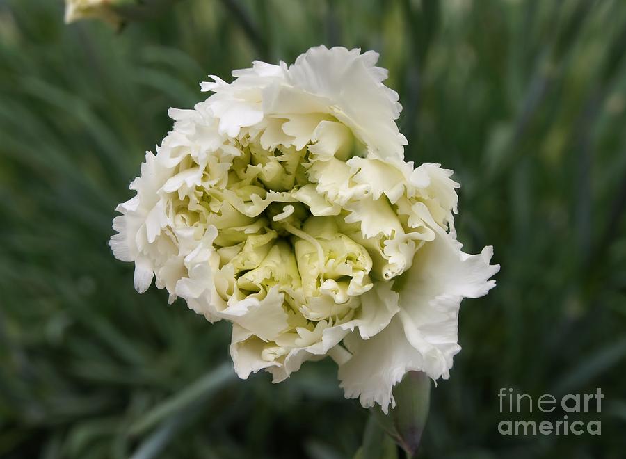 White Carnation Photograph by Richard Brookes