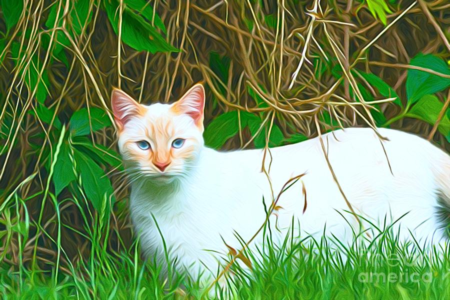 White cat Photograph by Andrew Michael