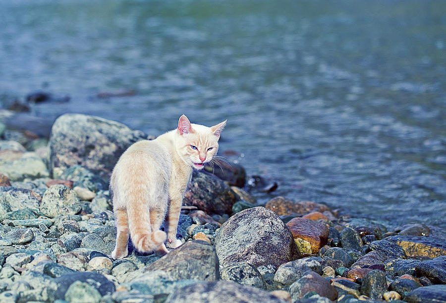 White Cat Near River Photograph by Oksana Ariskina