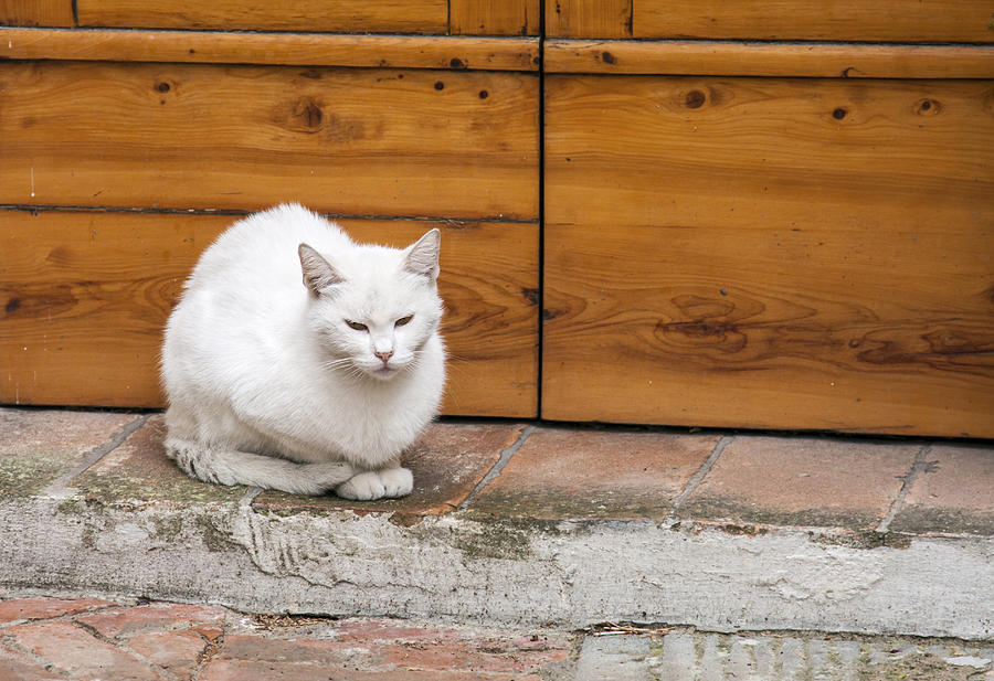 White Cat on Doorstep Photograph by Sally Weigand