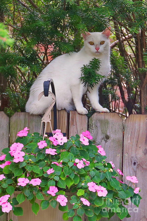 Flower Photograph - White Cat On The Fence by Marcel  J Goetz  Sr