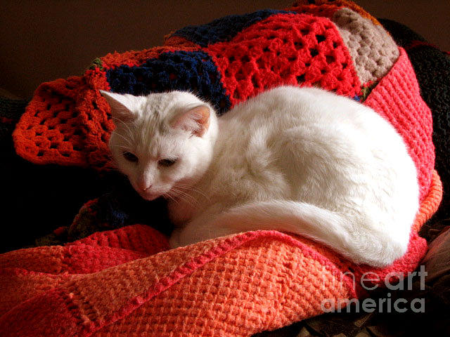 Cat Photograph - White Cat by Patricia Merewether