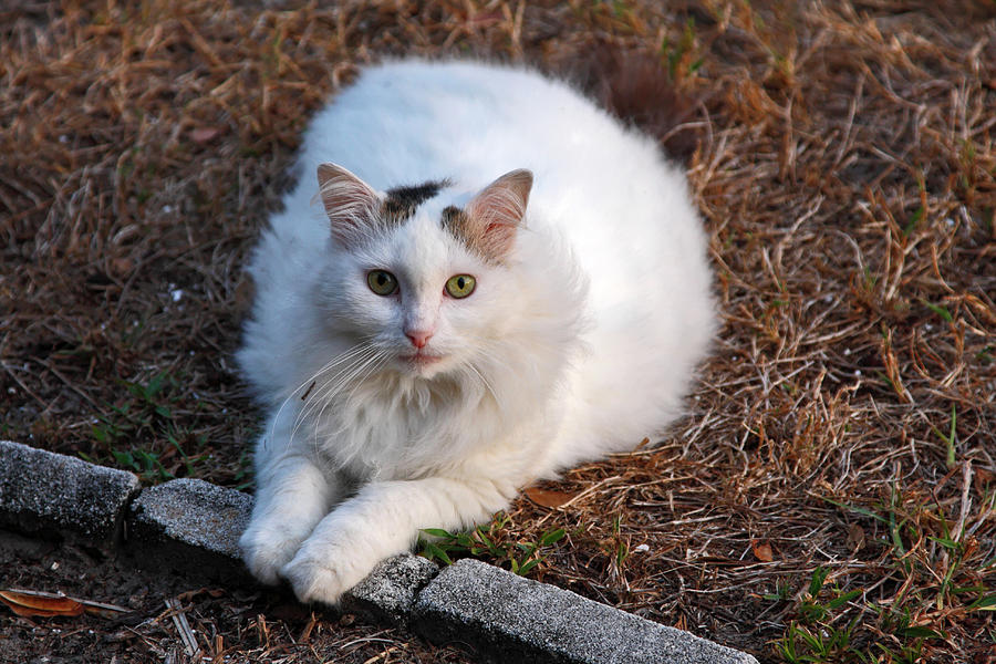 White Cat Portrait Photograph by Sally Weigand