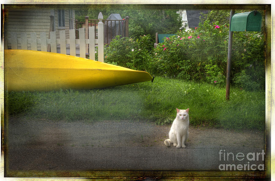 White Cat, Yellow Canoe Photograph by Craig J Satterlee