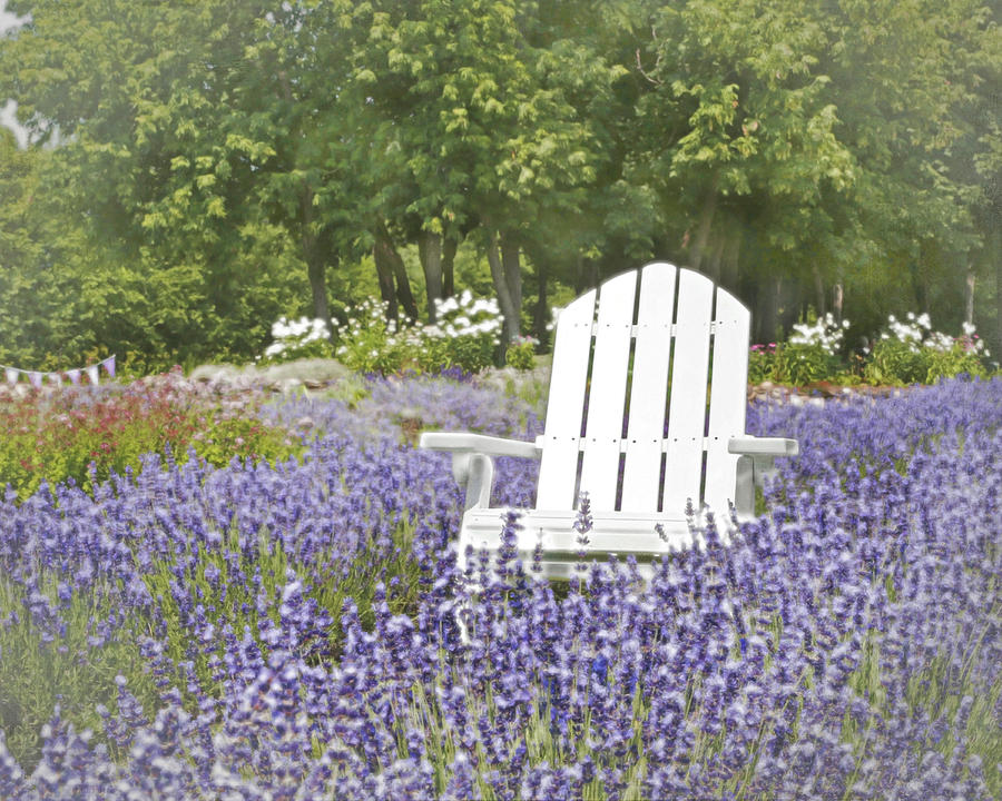 White Chair in a Field of Lavender Flowers Photograph by Brooke T Ryan