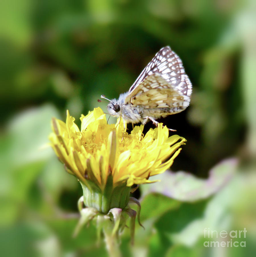 White-checkered Skipper Butterfly Photograph by Kerri Farley
