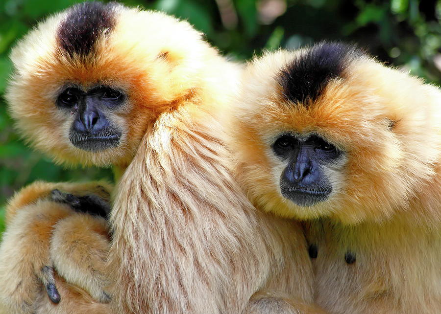 Whitecheeked Crested Gibbons Photograph by Daniel Caracappa Fine Art