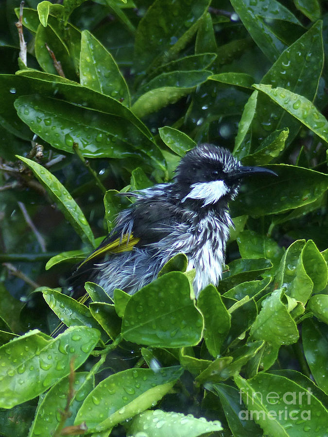 White Cheeked Honeyeater taking a shower Photograph by Phil Banks