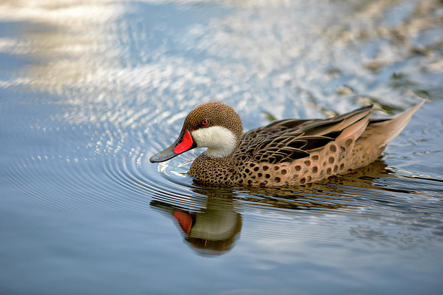 White-cheeked Pintail Photograph by Eunice Gibb