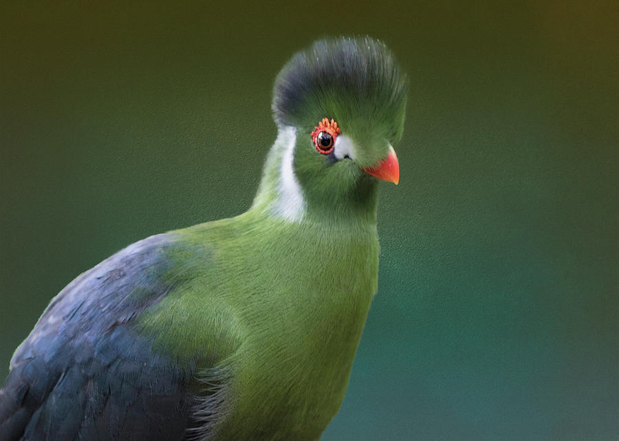 White Cheeked Turaco Photograph by Laura Munro