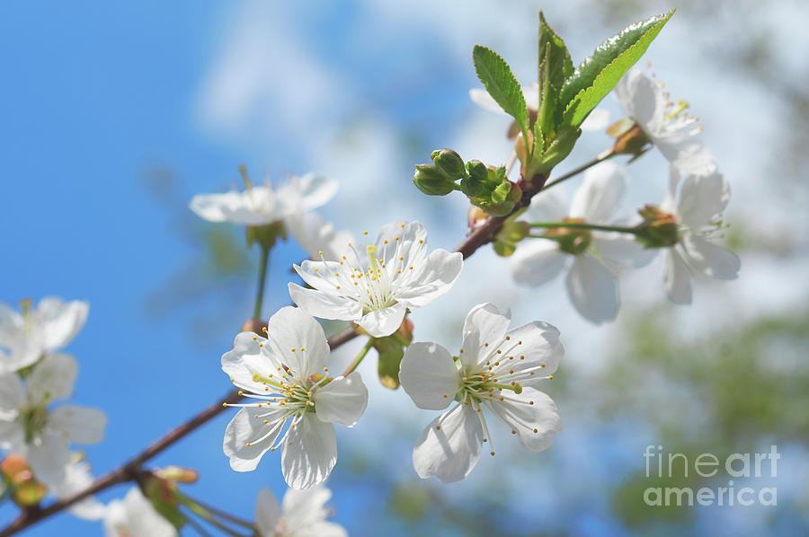 White cherry blossom 17 Photograph by Valdis Veinbergs - Fine Art America