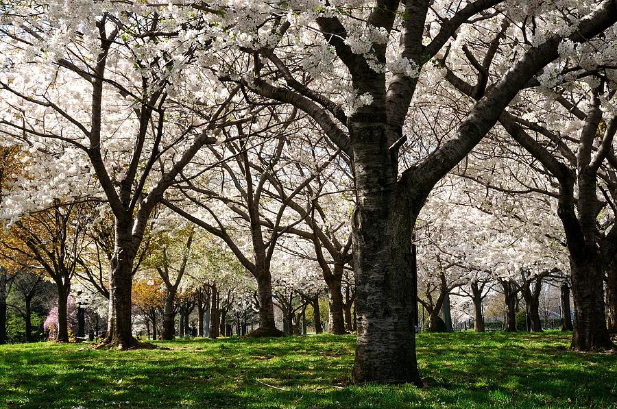 White Cherry Blossom Canopy Photograph by Soon Ming Tsang - Fine Art ...