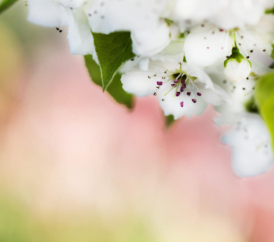 White Cherry Blossom Flowers Photograph by Tracy Winter