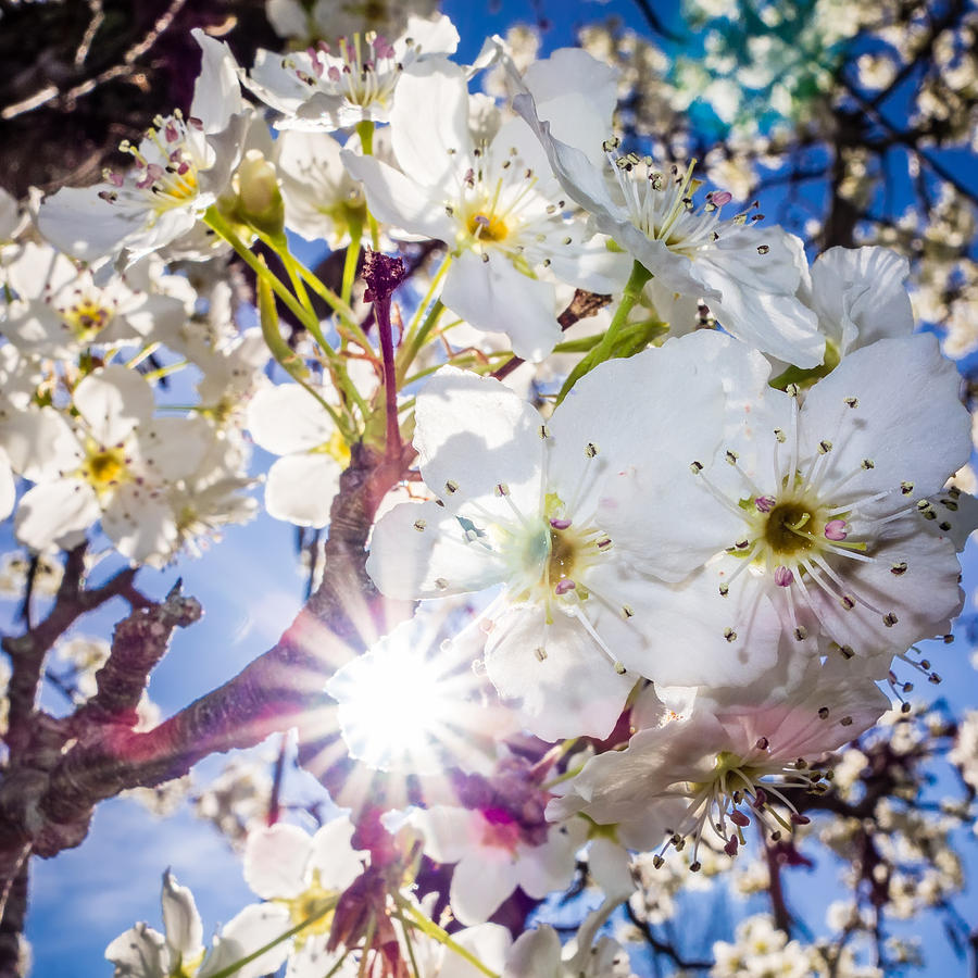 White Cherry Blossoms Blooming In Spring Photograph by Alex Grichenko