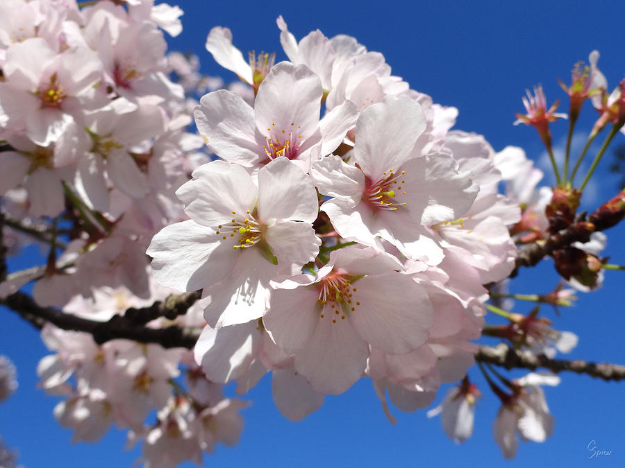 White Cherry Blossoms Photograph by Christopher Spicer