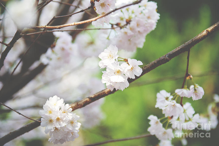 White Cherry Blossoms  Photograph by Ivy Ho