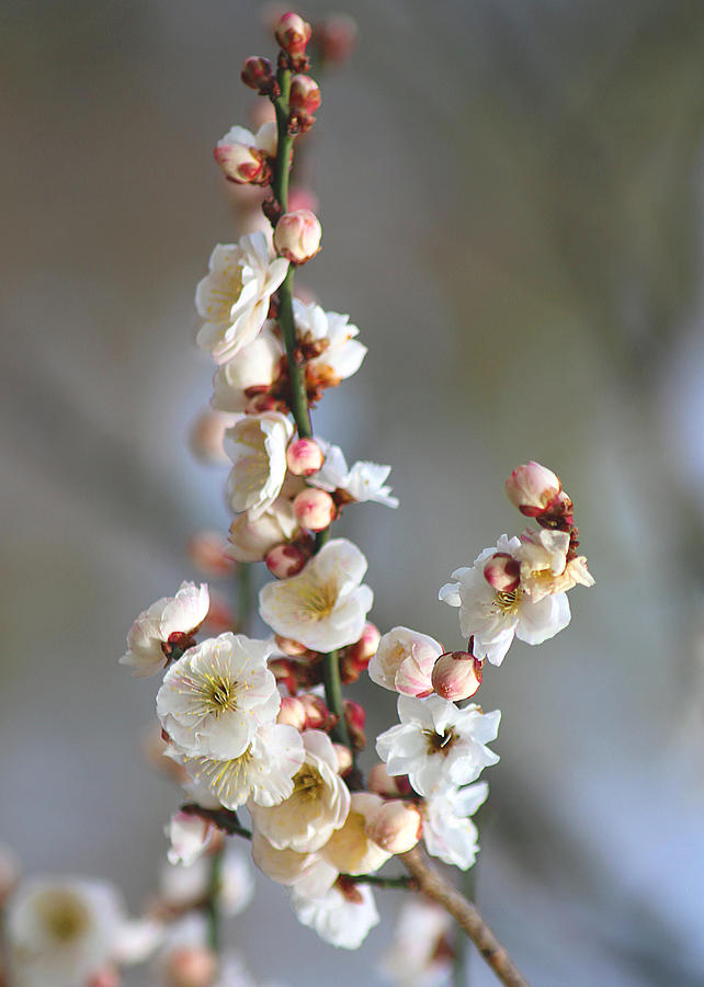 White Cherry Blossoms Photograph by Living Color Photography Lorraine Lynch