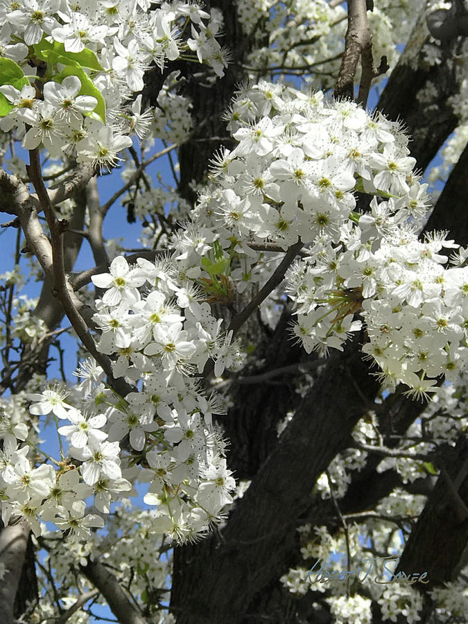 White Cherry Blossoms Photograph by Robert J Sadler