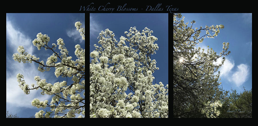 White Cherry Blossoms Tryptic Photograph by Robert J Sadler