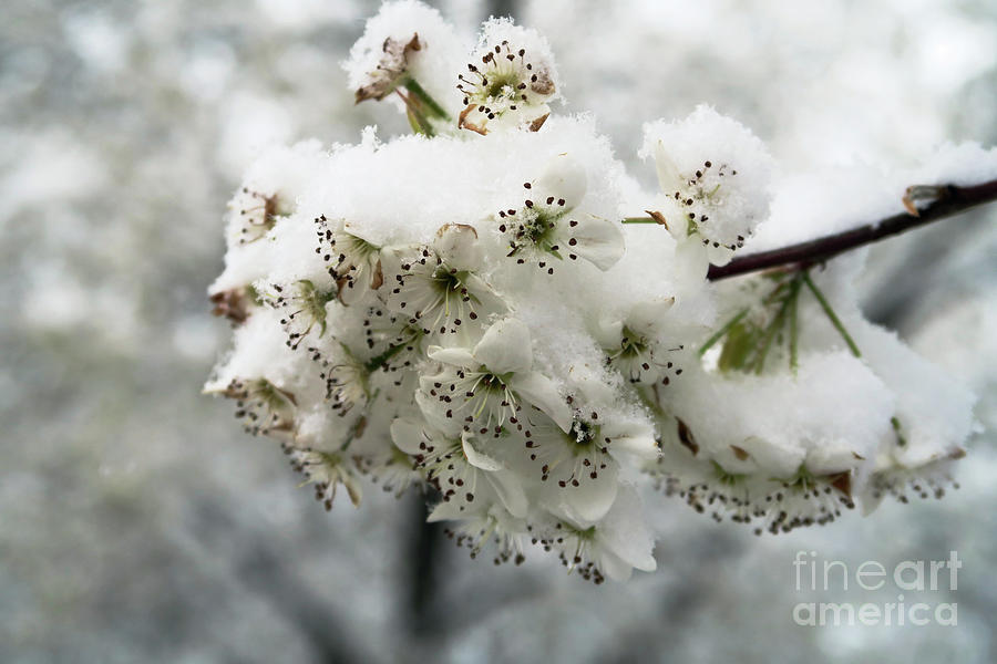 White Cherry Blossoms Under Snow Photograph
