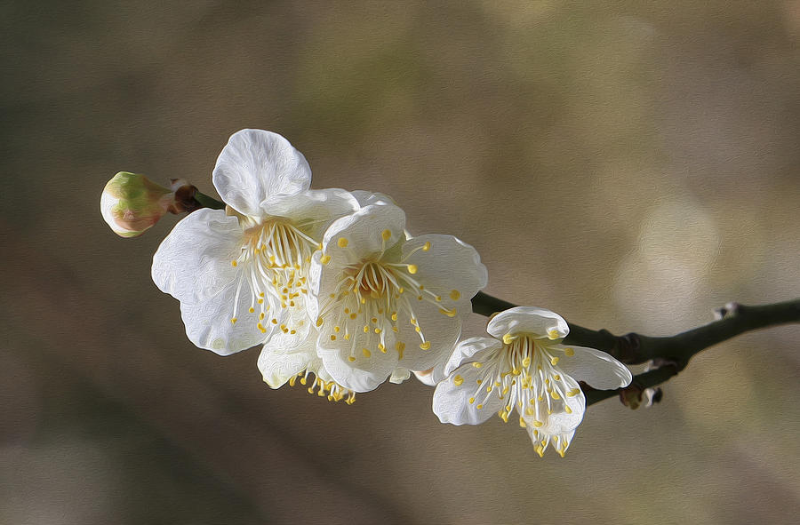 White Cherry flower Painting by Jessica Nguyen - Fine Art America