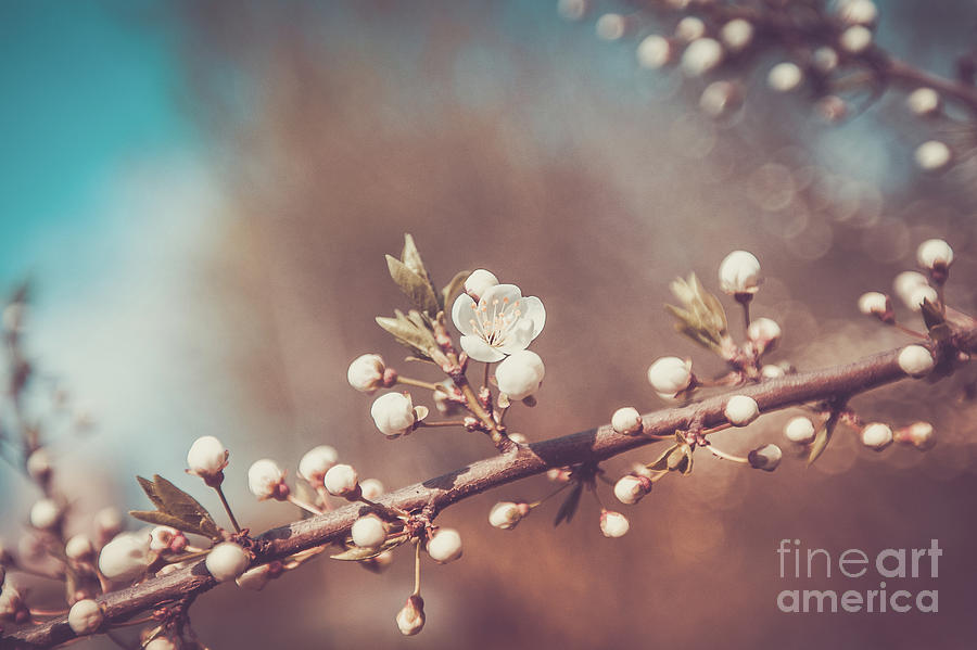 White Cherry Flowers Branch Spring Day Photograph