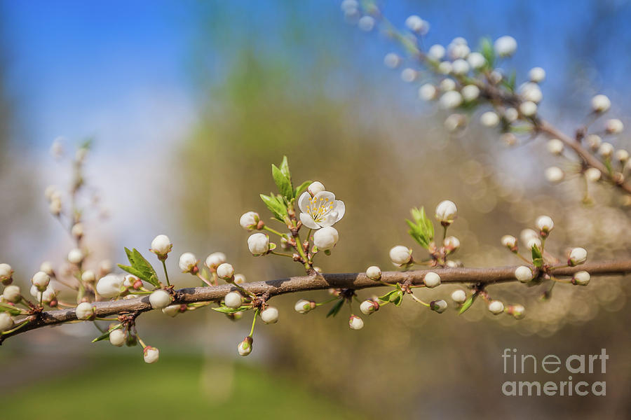 White Cherry Flowers Branch Spring Sunny Day Photograph