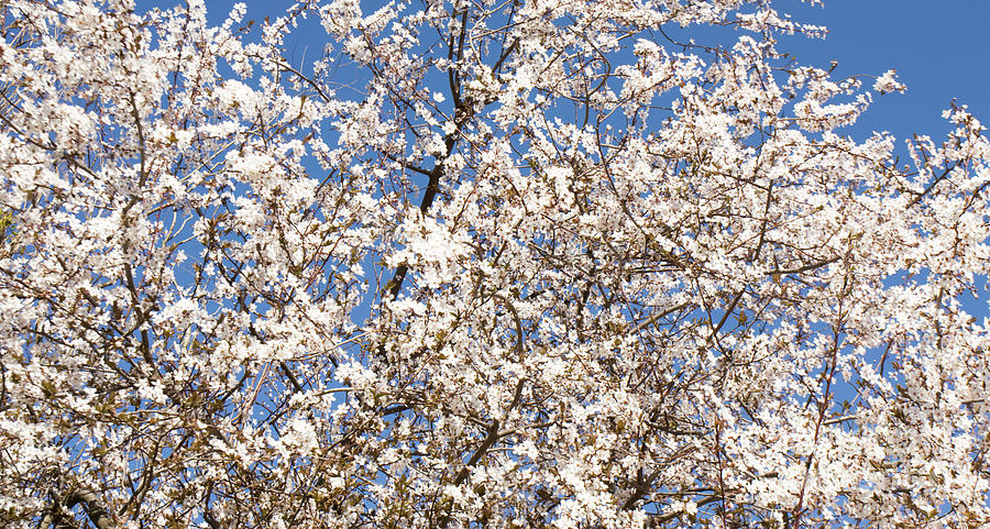 White cherry in blossom Photograph by Irina Afonskaya