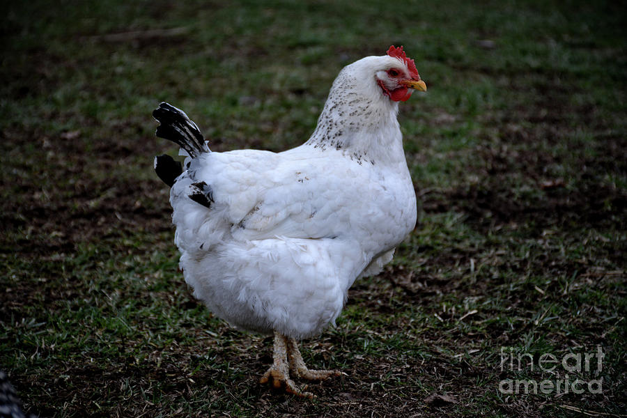 White Chicken Photograph by FineArtRoyal Joshua Mimbs