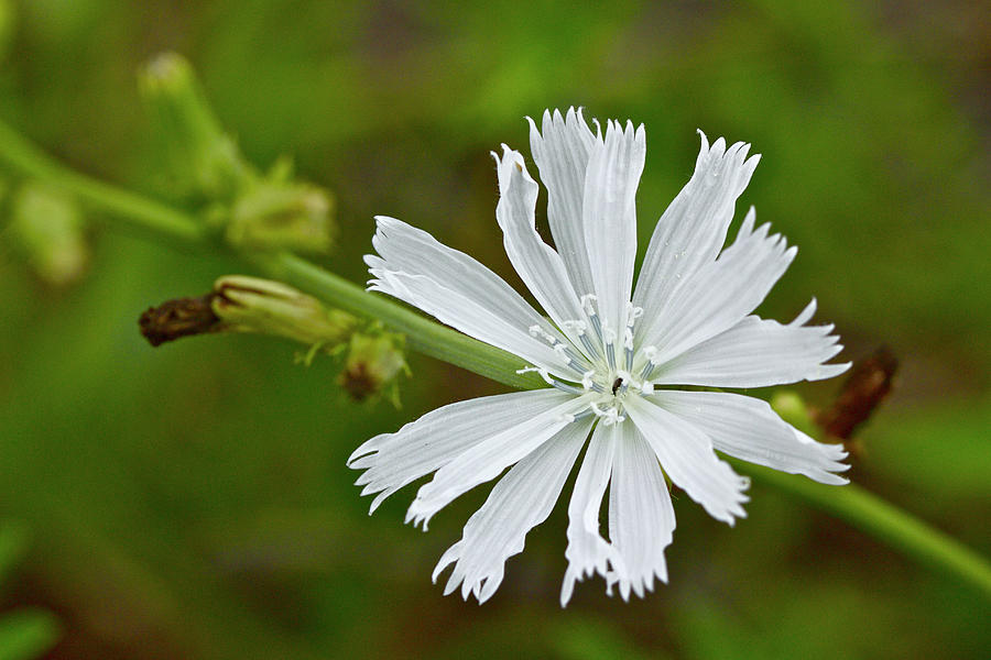 White Chicory  Rare Color Phase   Cichorium intybus Photograph by Carol Senske