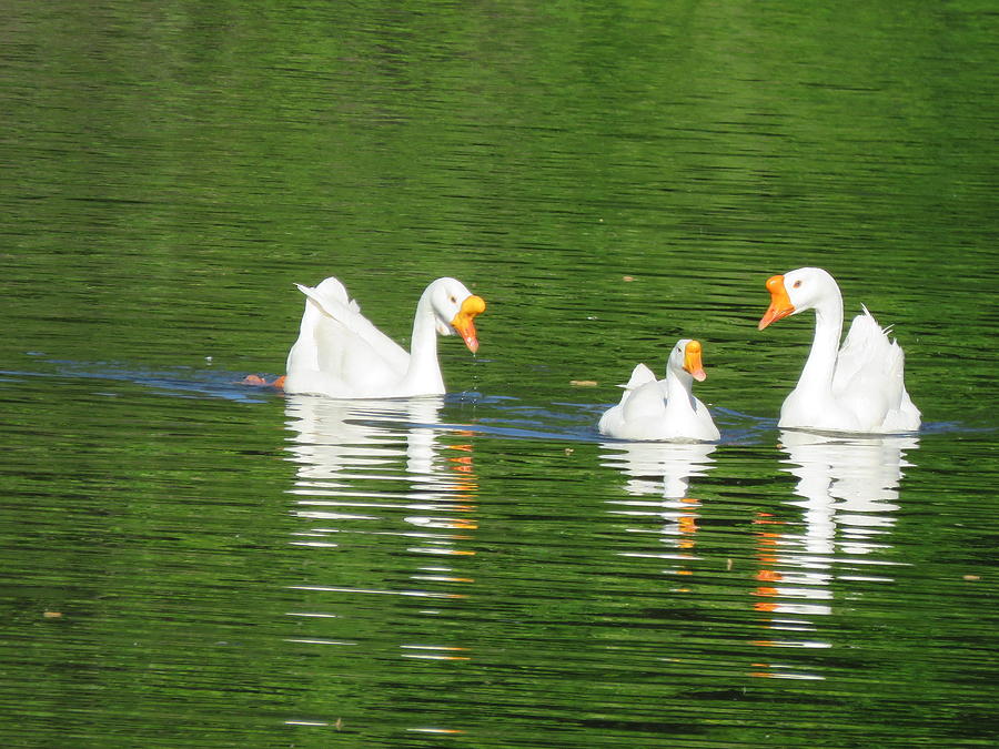 White Chinese Geese Photograph by Keith Stokes