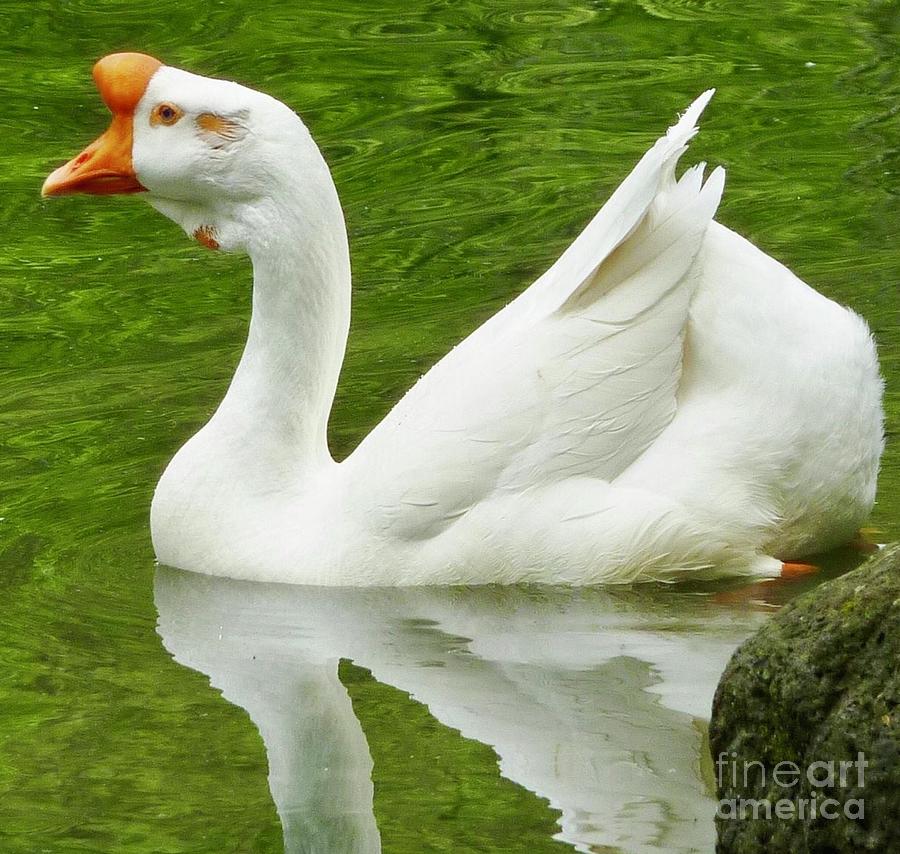 White Chinese Goose Photograph by Susan Garren