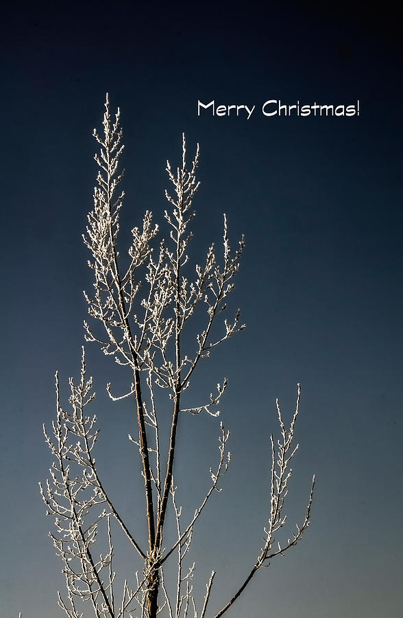 White Christmas Frost Card Photograph by Jerry Sodorff