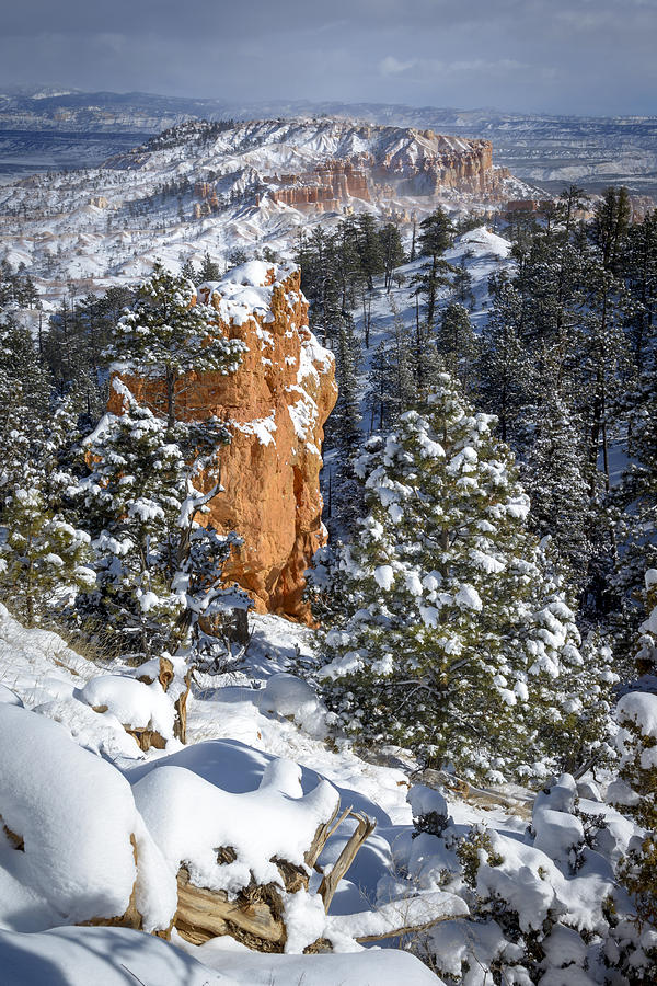 White Christmas in Bryce Photograph by Joe Doherty