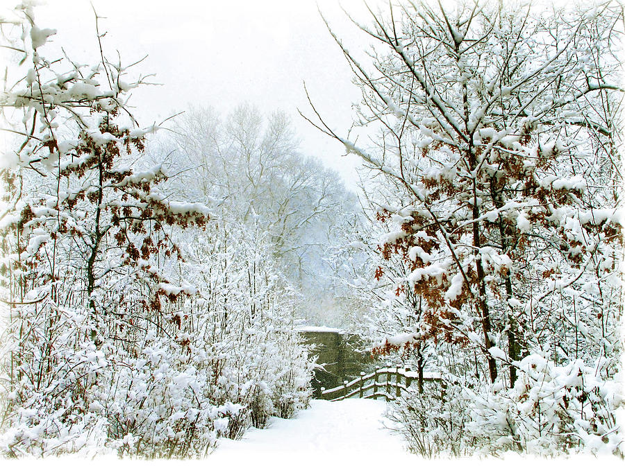 White Christmas Photograph by Jessica Jenney