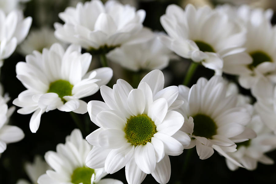 White Chrysanthemum - A Symbol Of Freshness And Purity Photograph by ...