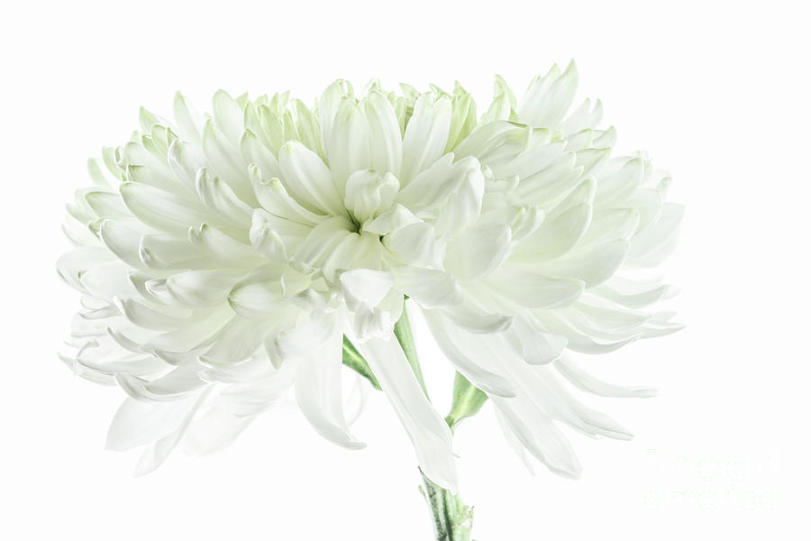White Chrysanthemum Photograph by Ann Garrett