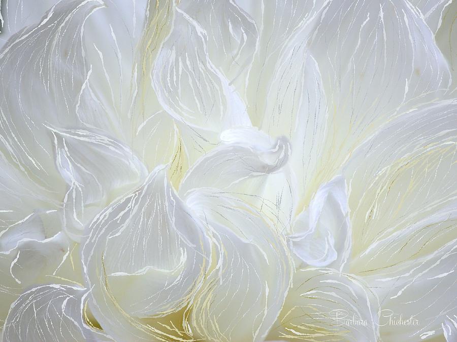 White Chrysanthemum Painting by Barbara Chichester