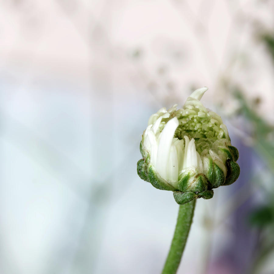 White chrysanthemum bud on a blurry background by Emma Grimberg