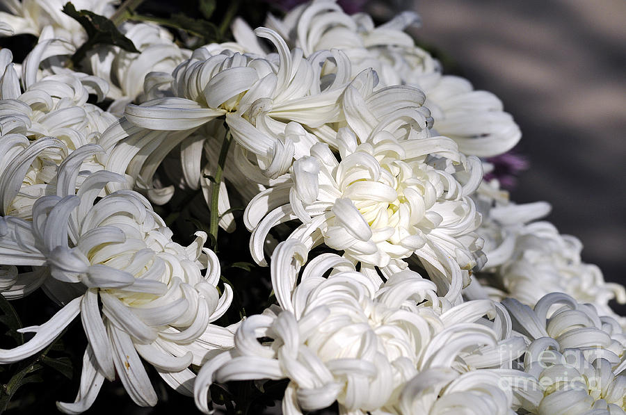 White Chrysanthemum Photograph by Clayton Bruster