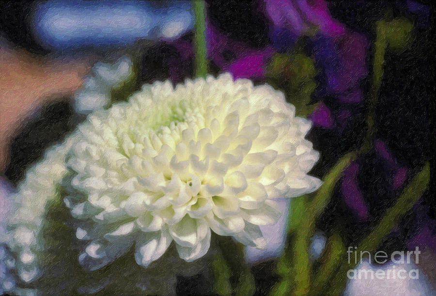 White Chrysanthemum Flower Photograph by David Zanzinger
